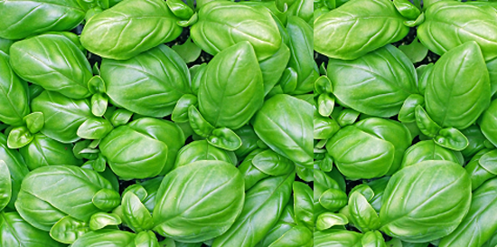 My new mantra? BE the basil!