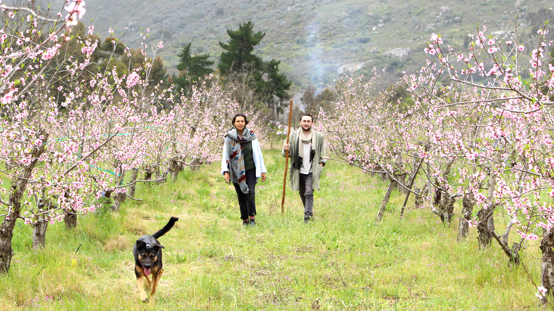 Bushrah & Nevau, bringing hope to harvest in the Promised Land of Piket-Bo-Berg
