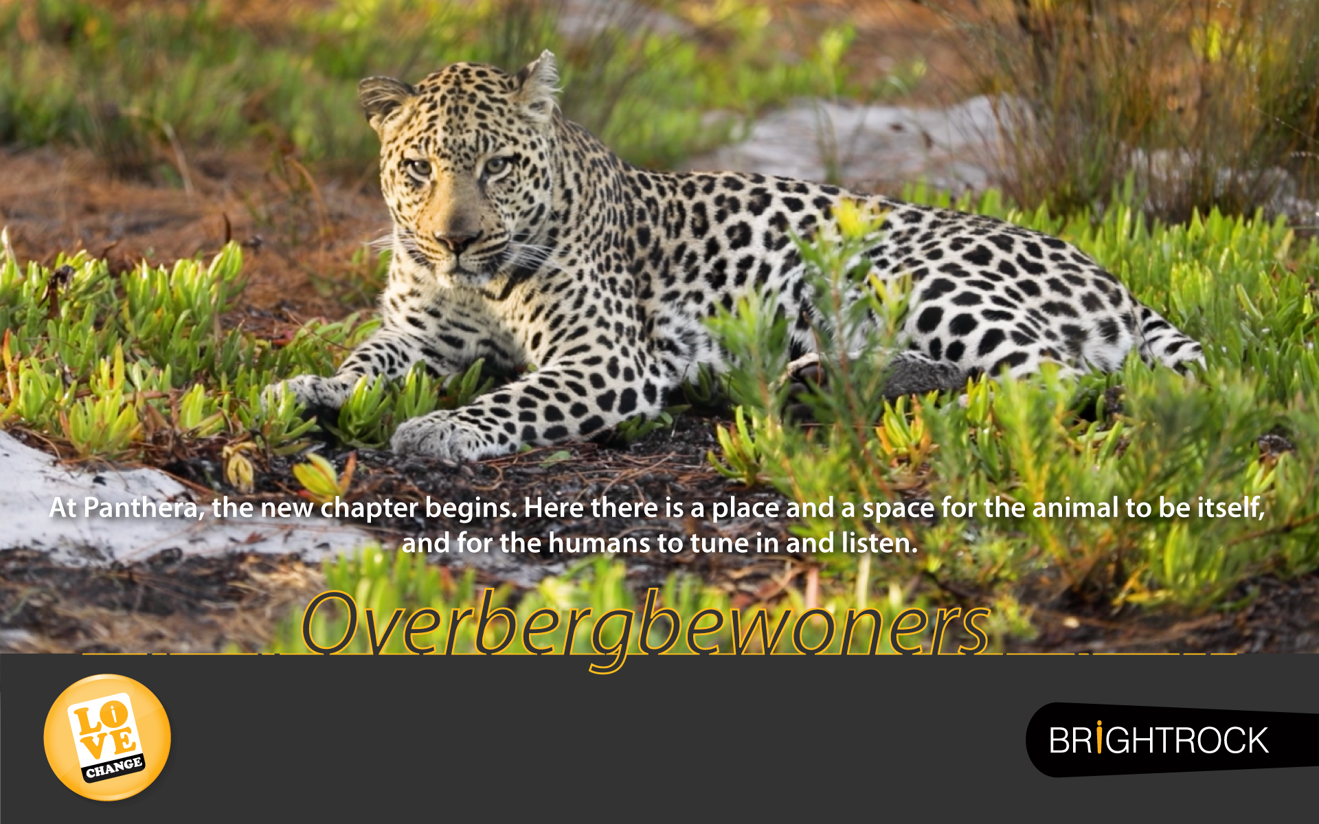 Lizaene Cornwall, the Lion Whisperer of the Overberg